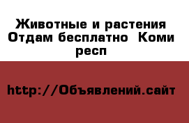 Животные и растения Отдам бесплатно. Коми респ.